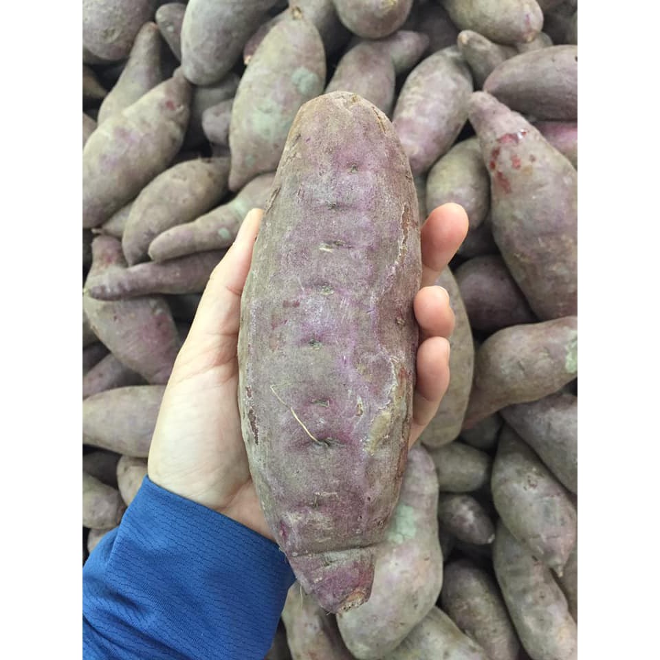 1 Kg Of Sweet Purple Potato Beautiful Color Good Taste And The Is And