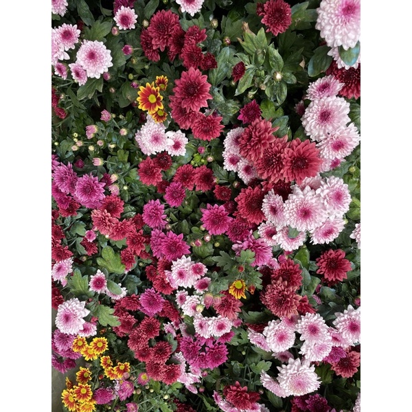 MALAYSIAN MUMS FOR LUZON AREA ONLY Shopee Philippines