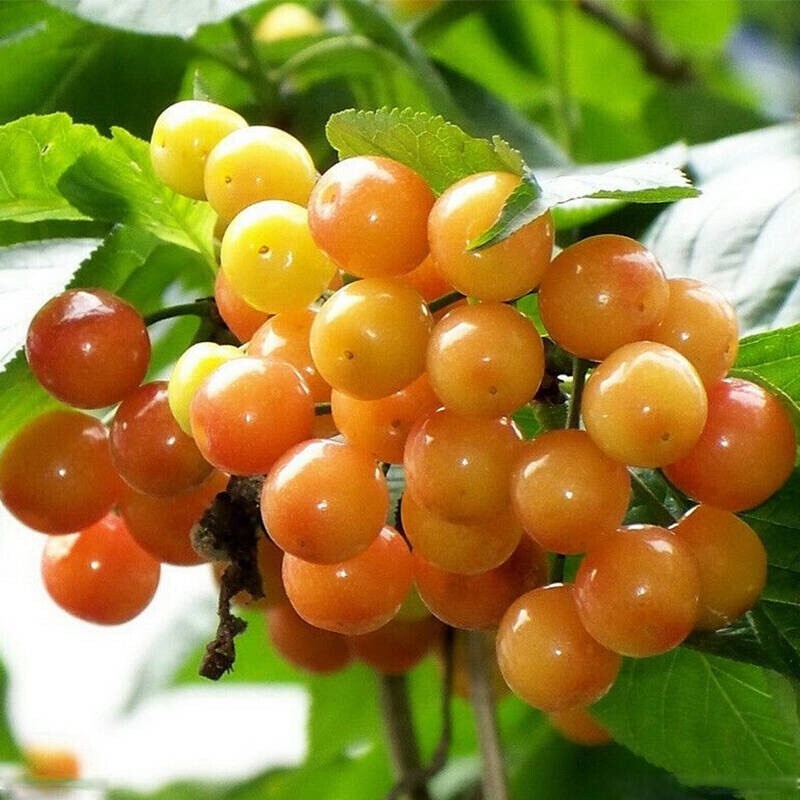 Cherry Sapling Cherry Seedlings Ukraine Large Cherry Fruit Sapling Grafting Seedlings South