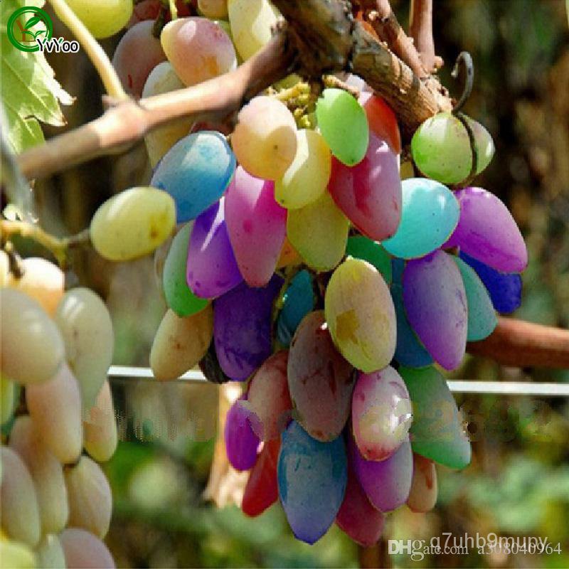 Colorful Grape Seeds Organic Fruit Tree Seeds Home Garden Fruit Plant