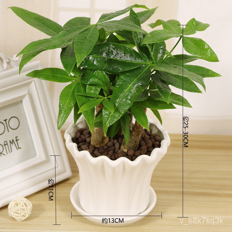 Plant Pachira Macrocarpa Potted Plant Money Tree Large Tree Pile Indoor