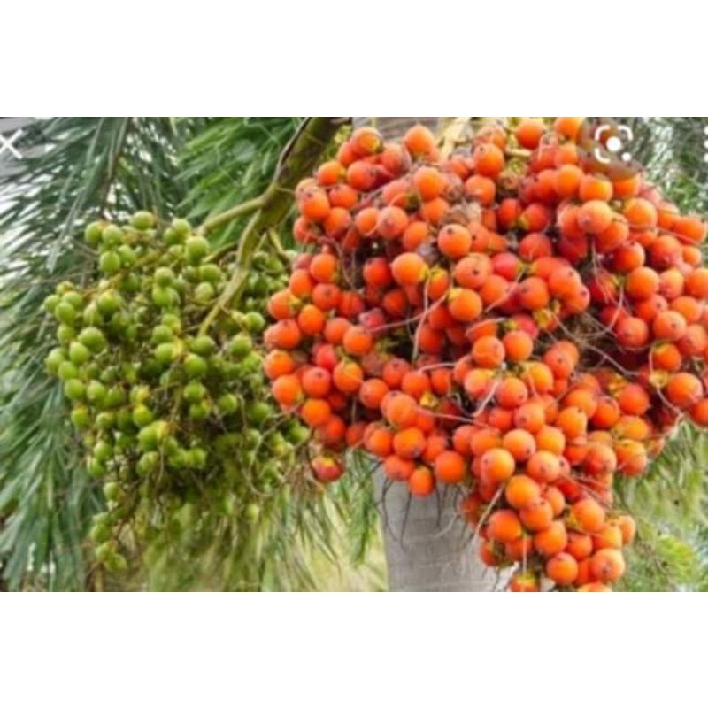 Betel nut/buyo/bunga/nganga native/seedling live plant (2pcs) Shopee