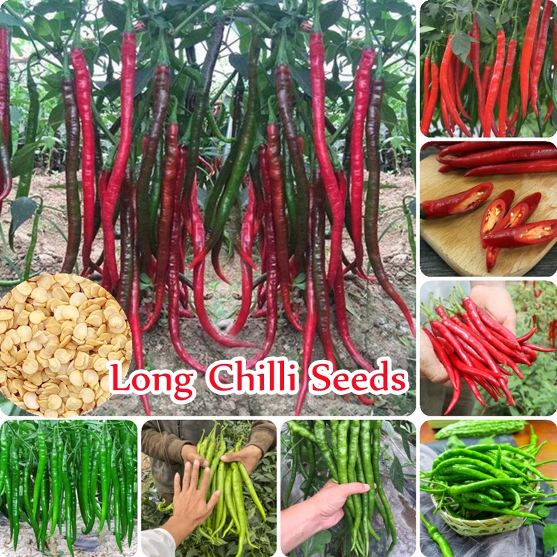 [High Yielding Variety] Red and Green Long Chilli Seeds for Planting (50 Seeds Per Pack