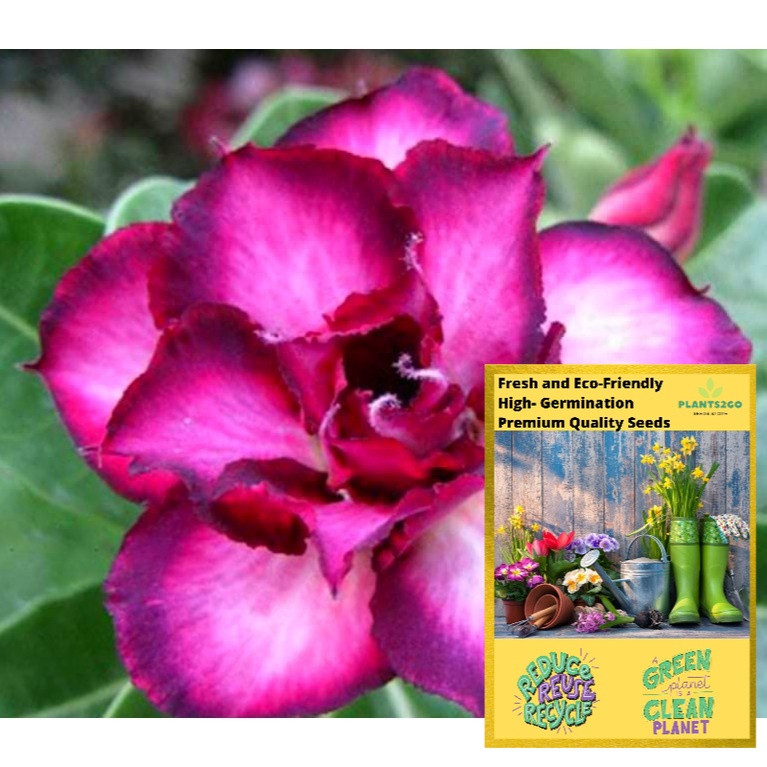 Adenium Seeds Violet White H72 High germination Flower Plant seeds