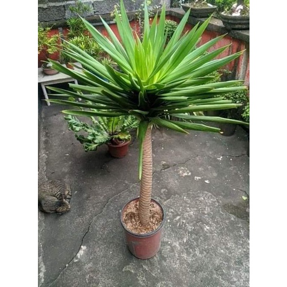 yucca japanese (with freebies) Shopee Philippines