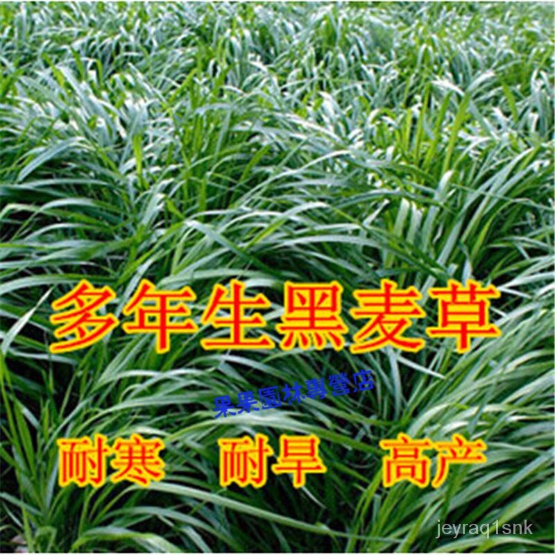 Fish Grass Ryegrass Four Seasons Seed Livestock Feed Grass Carp Rabbit