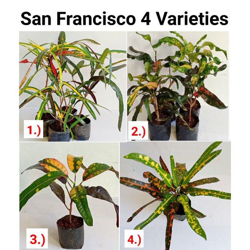 SALE! San Francisco Live Plant (4 Varieties) Shopee Philippines
