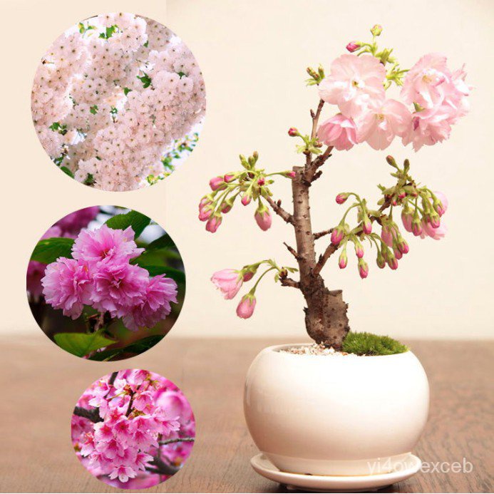 Factory price 5pcs Japanese Sakura cherry Blossom seed Flower Tree