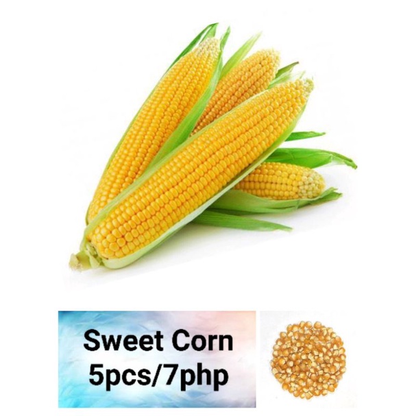 Sweet Corn Seeds (5pcs) Shopee Philippines