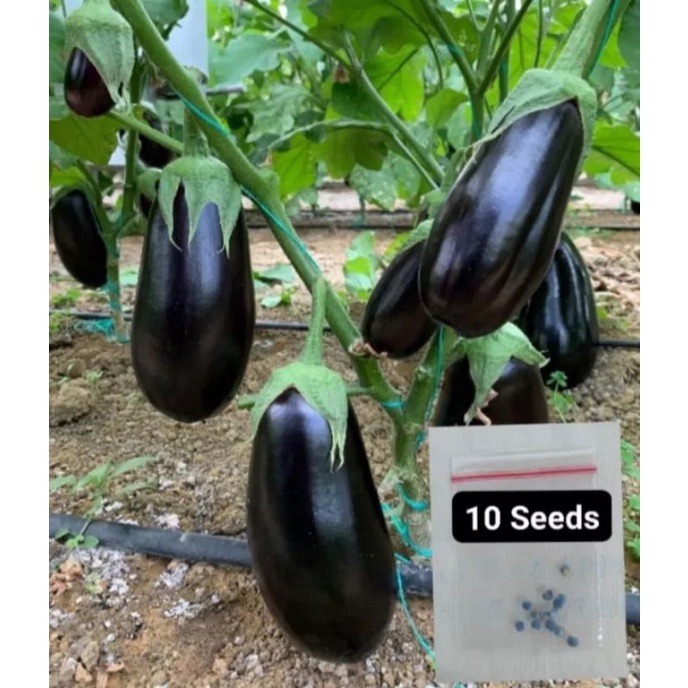 Eggplant Black Beauty Seeds /American Beauty eggplant (10seeds