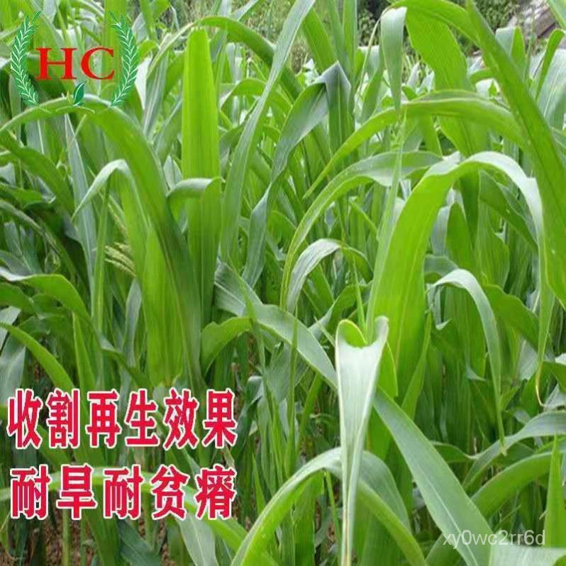 Imported Gaodan King Grass Seed Forage Seeds Four Seasons Perennial
