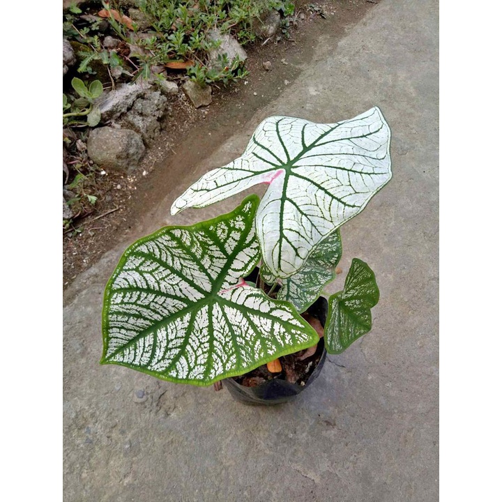 caladium white christmas bulb plant Shopee Philippines