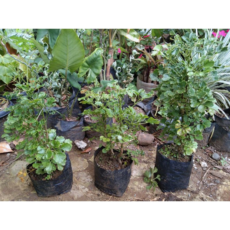 Papua "Kalipay" Plant (Live Plant) Shopee Philippines