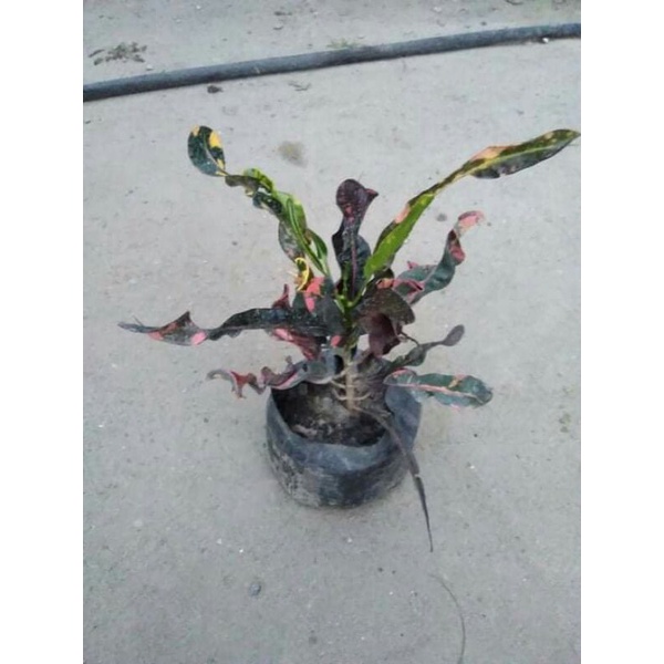 SAN FRANCISCO PLANTS Shopee Philippines