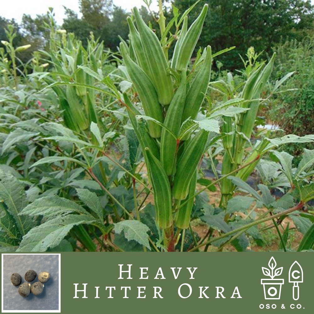 Heavy Hitter Okra / Abelmoschus esculentus Vegetable Seeds (Oso & Co
