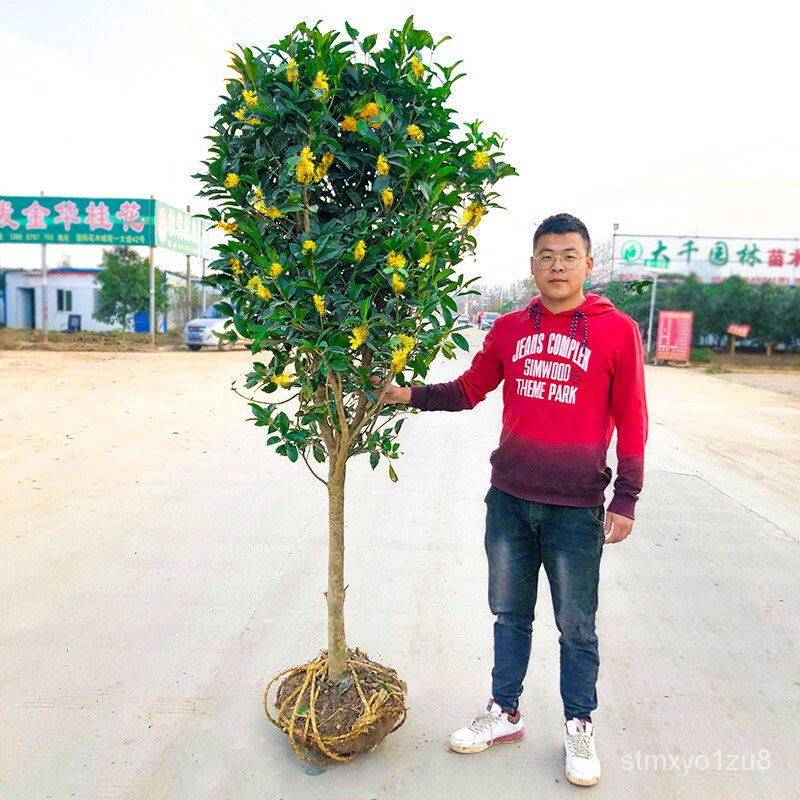 Osmanthus Tree Seedlings Large Osmanthus Tree Potted Plant Fragrant