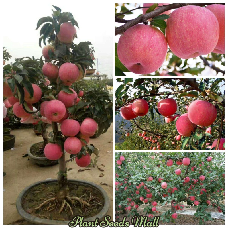 High Quality Dwarf Apple Seeds for Sale Healthy Organic Fruit Seeds for