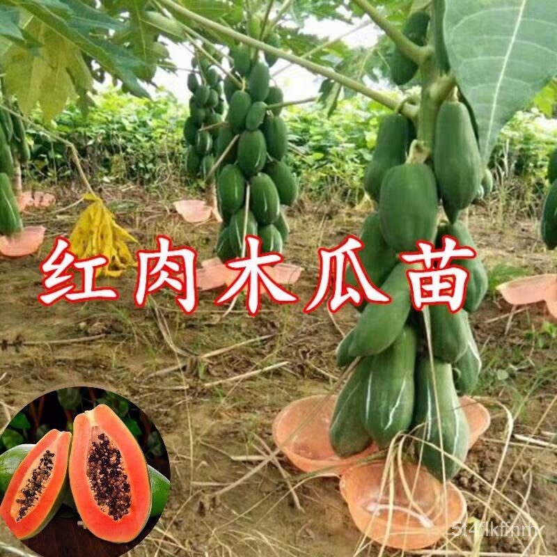 Papaya Seedlings Papaya Water Fruit Sapling Leafy Soil Delivery Dwarf