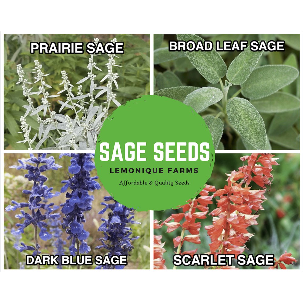 Heirloom Sage Seeds Prairie Sage Blue Sage Broad Leaf or KITCHEN