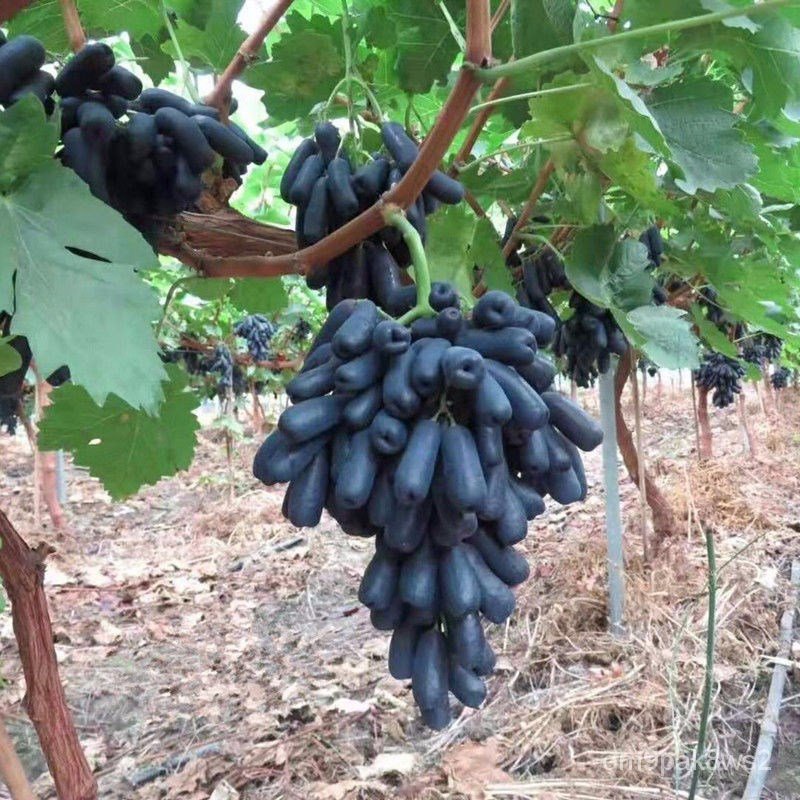 American Sweet Sapphire Seedless Grape Seedlings Four Seasons Planting