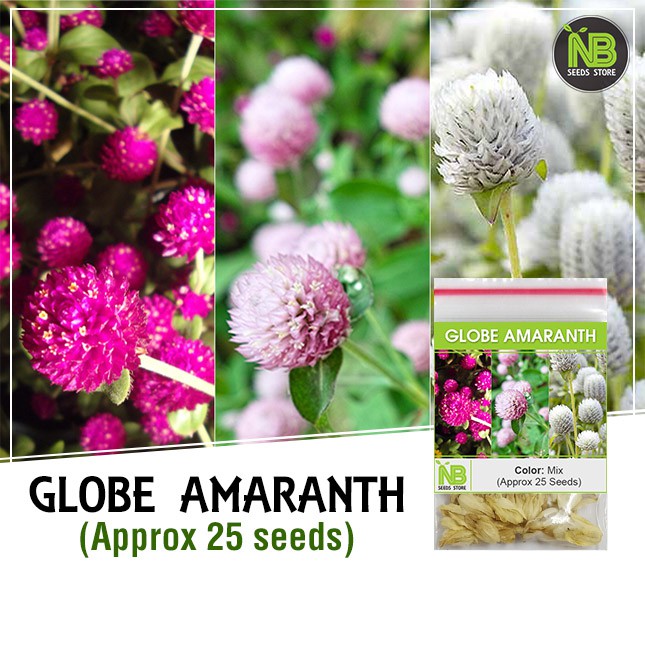 Globe Amaranth Seeds ( Approx 25 Seeds ) Shopee Philippines