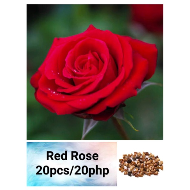 Red Rose Seeds (20pcs) Shopee Philippines