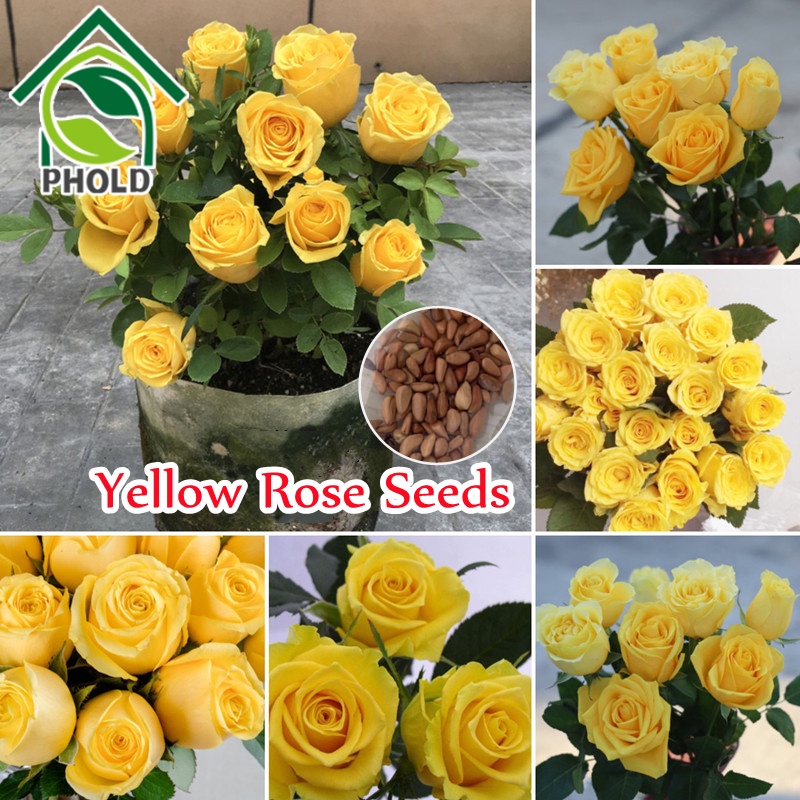 Yellow Rose Seeds for Planting 10 Pcs Beautiful Romantic Flower Seeds Bonsai Gardening Seeds