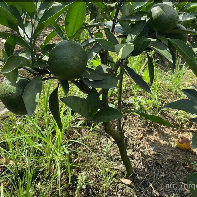 Emperor Orange Seedlings with Soil South and North Field Cultivation