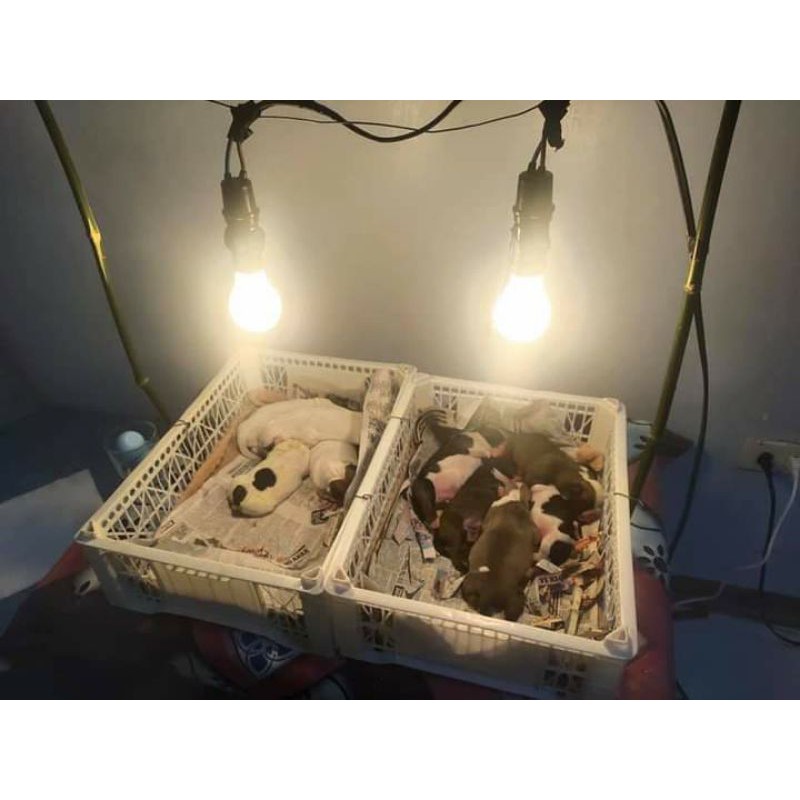 Incandescent Warm bulb Lights for Chicks, Puppy 1set with bulb and