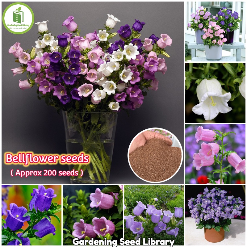 Easy to grow...Assorted Flower Seeds Campanula Persicifolia Bellflower Seeds for Planting (1