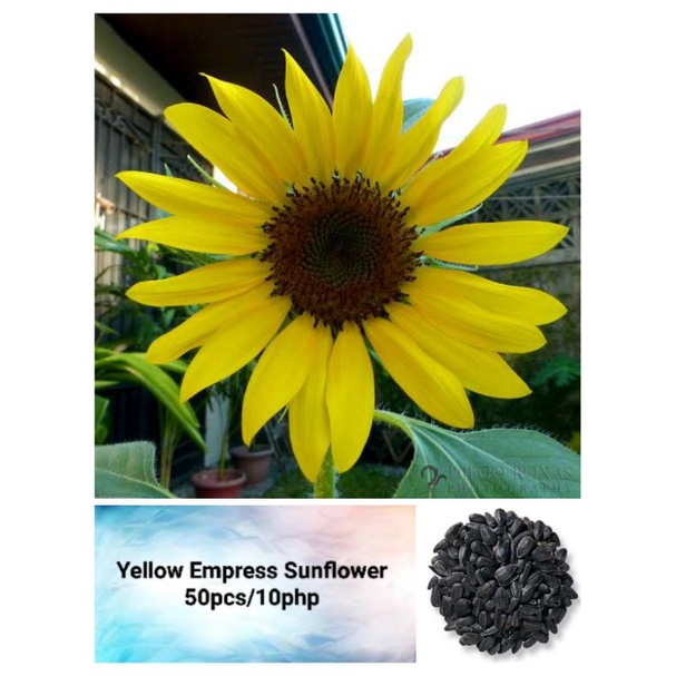 Sunflower "Yellow Empress" Seeds (50pcs) Shopee Philippines