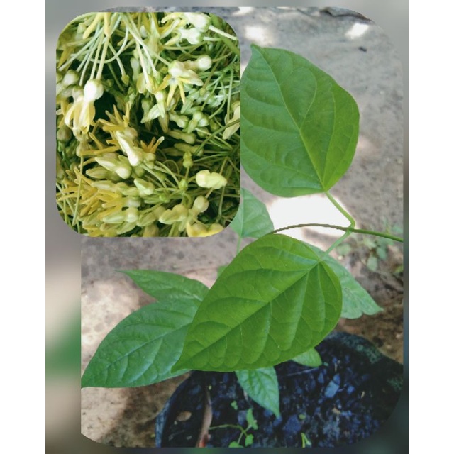 Sabidukong/pusapusa/dukep/bagbagkong/ampupuyat,edible wildflower