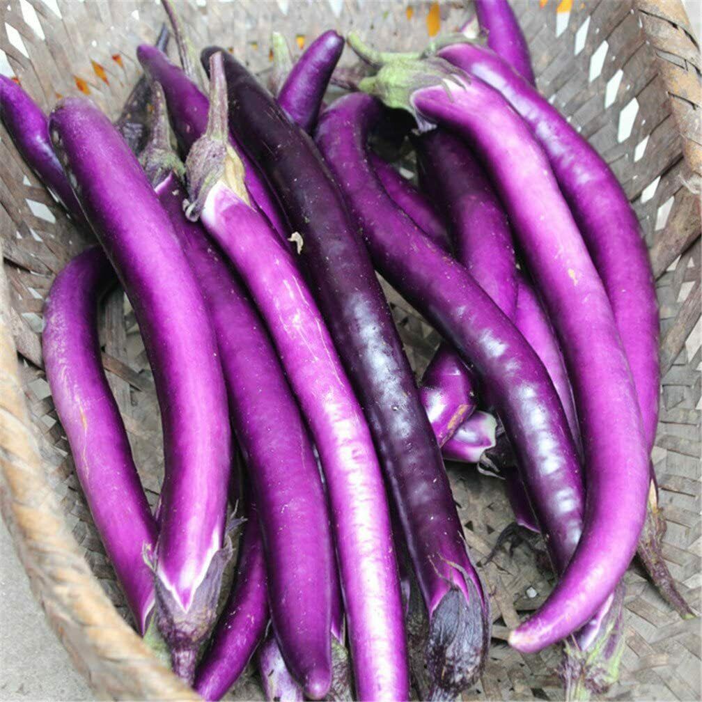 20pcs Chinese Long Purple Eggplant Vegetable Seeds Shopee Philippines