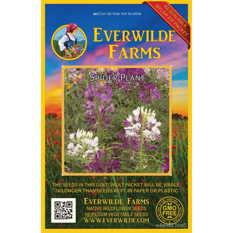 Guaranteed germination rate 500 Spider Plant Wildflower Seeds