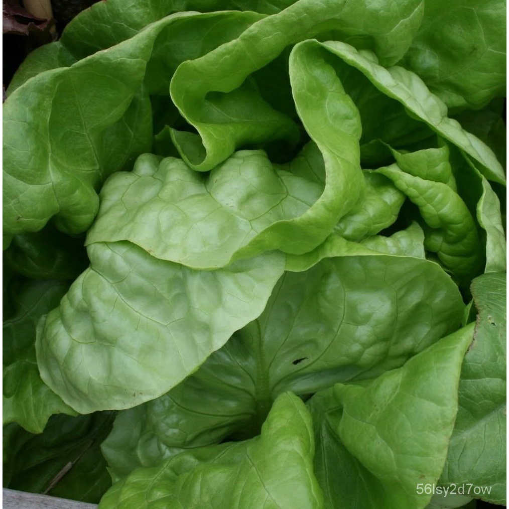 Guaranteed germination rate 3000 BUTTERCRUNCH LEAF LETTUCE Lactuca