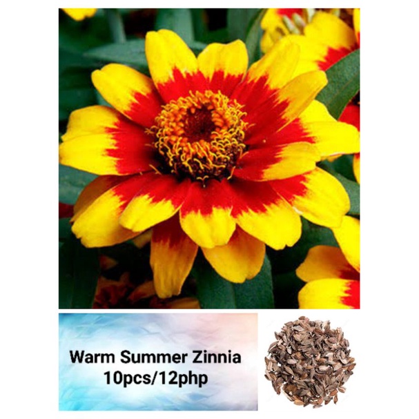 Warm Summer Zinnia Seeds (10pcs) Shopee Philippines