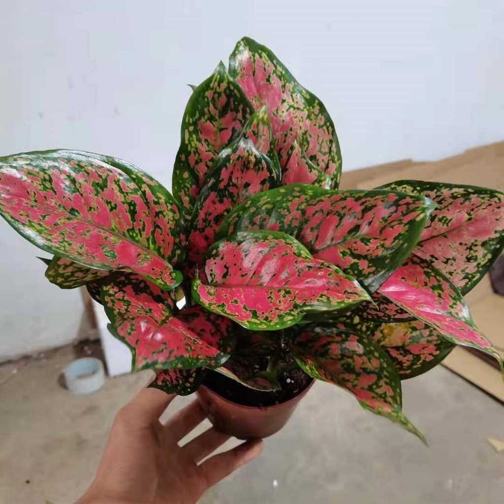 Lucky Red Ruyi Queen Indoor Potted Flower Pachira Macrocarpa Green
