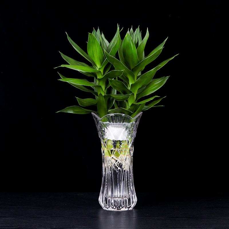 Guanyin bamboo rich bamboo hydroponic plant potted indoor office living