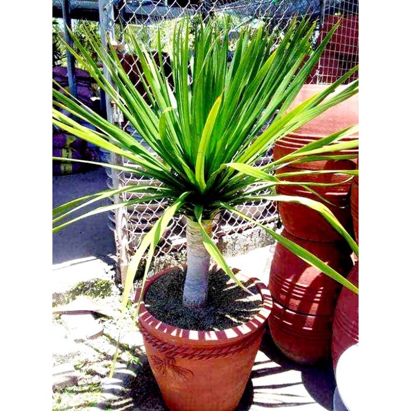 japanese yucca Carpet meduim Shopee Philippines