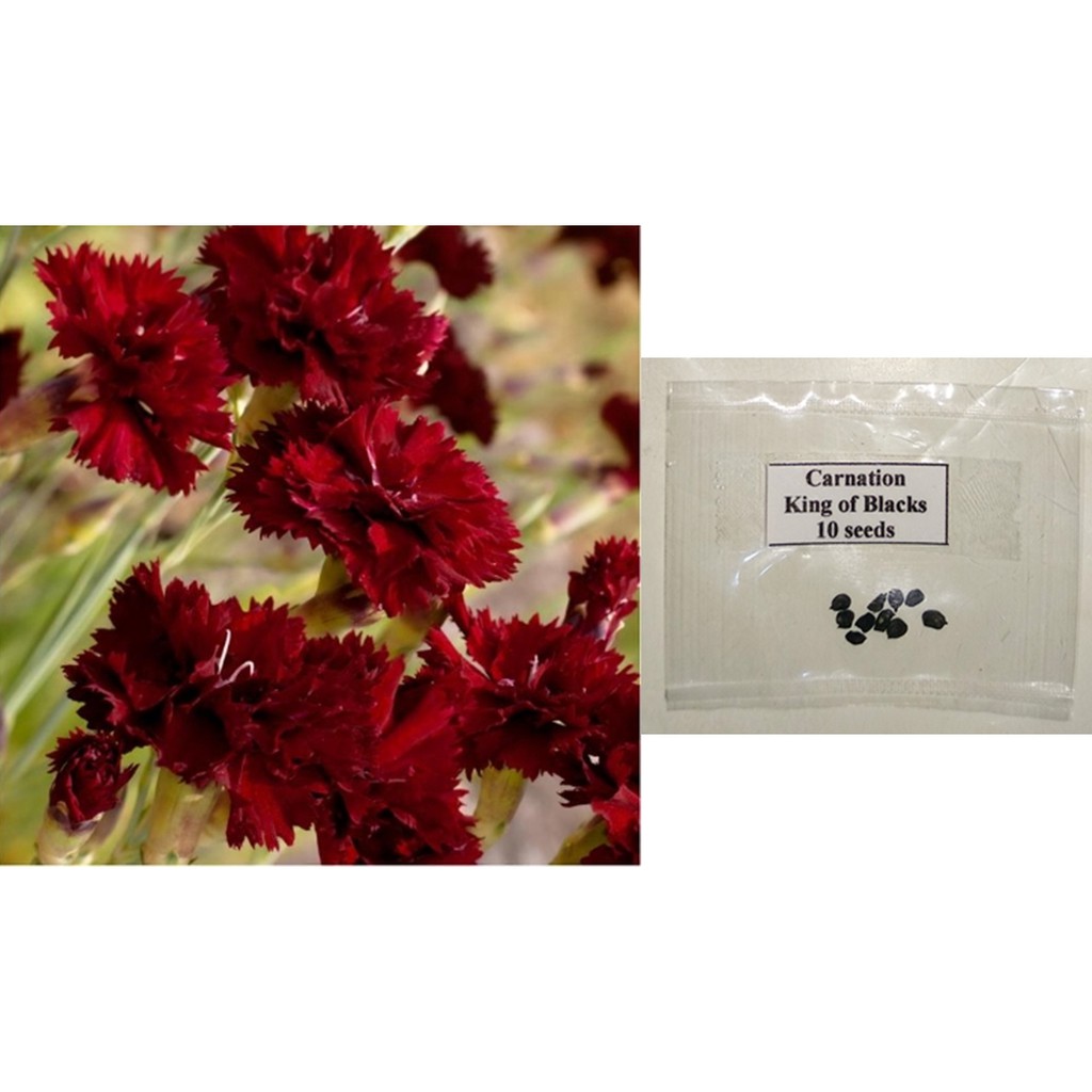 Carnation King of Blacks Flower Seeds Shopee Philippines