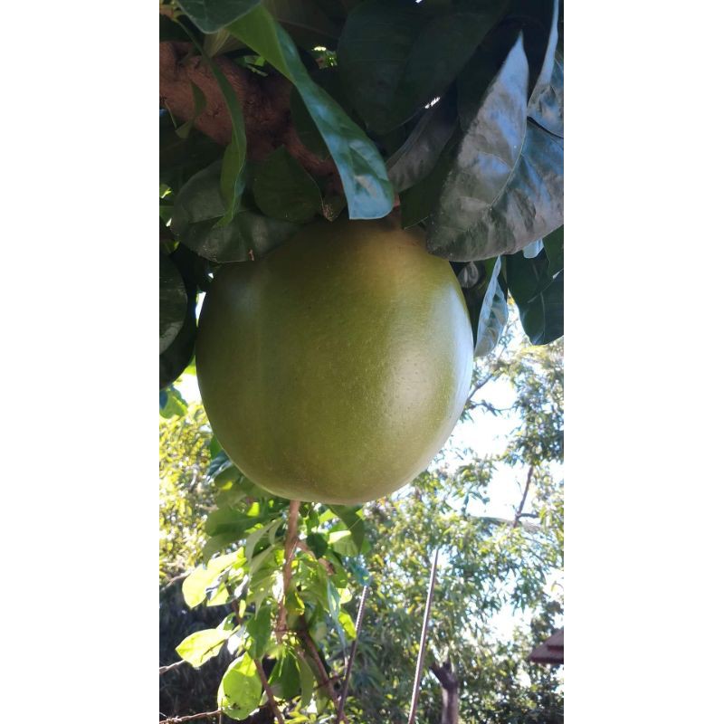 Miracle/Calabash Fruit Shopee Philippines