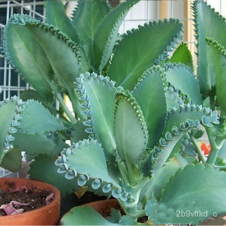 Succulent Plant Lace Princess Latifolia Namesake Bryophyllum