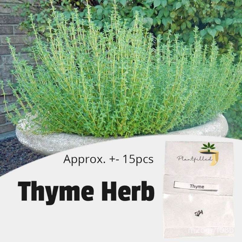 indoor plant seeds [Plantfilled] Thyme Herb Plant Vegetable Seeds 15