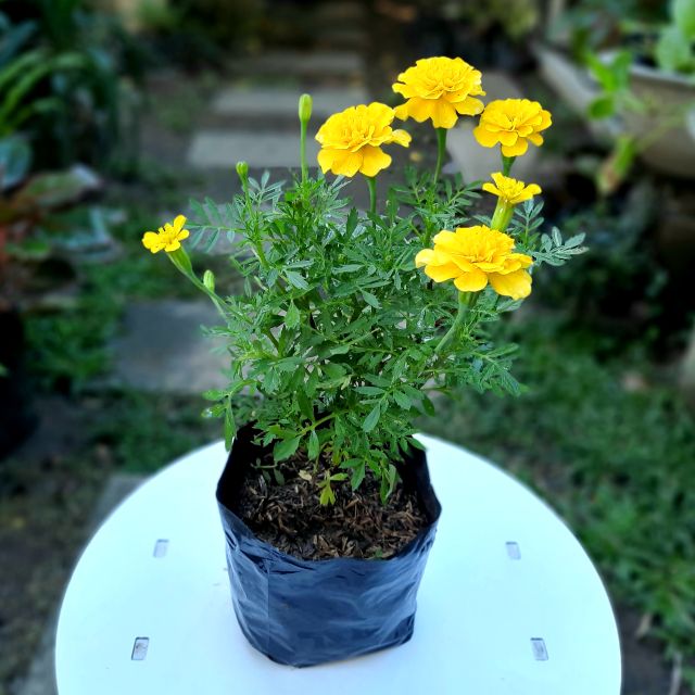 Flower Growing In The Philippines Best Flower Site