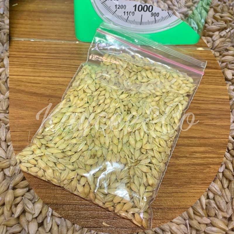 ORGANIC CAT GRASS SEEDS / PURE WHEAT&BARLEY GRASS SEEDS Shopee
