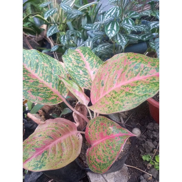 aglonema different varieties Shopee Philippines