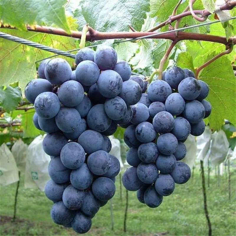 EightYear Grape Sapling Giant Peak Grafting Grape Seedlings Bear Fruit