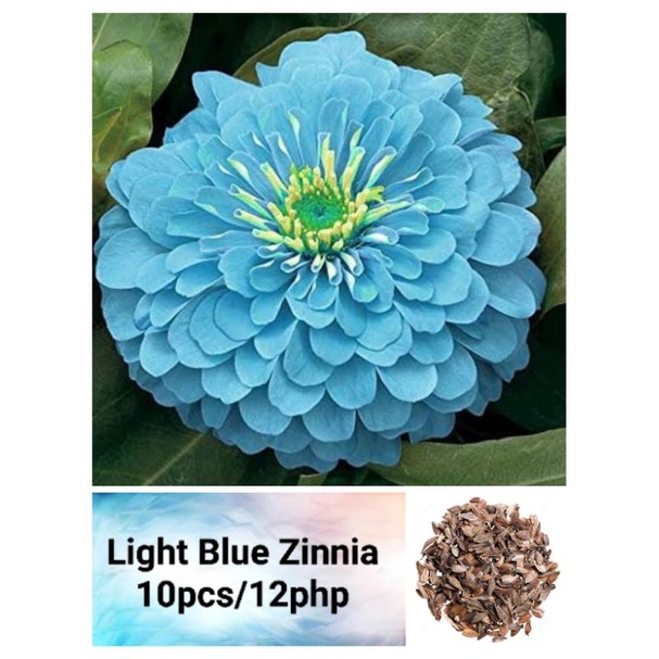 Light Blue Zinnia Seeds (10pcs) Shopee Philippines