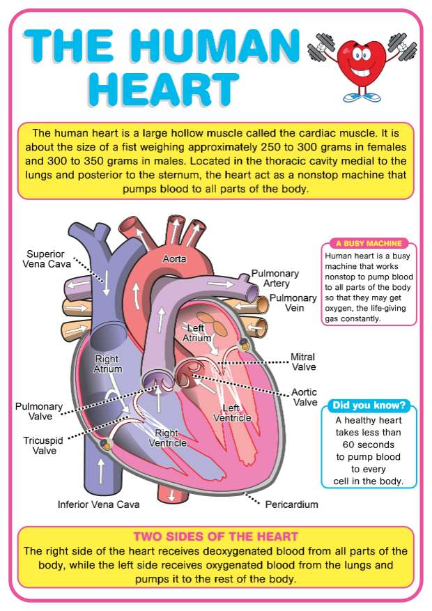The Human Heart EDUCATIONAL CHART FOR KIDS A4 SIZE Waterproof ink