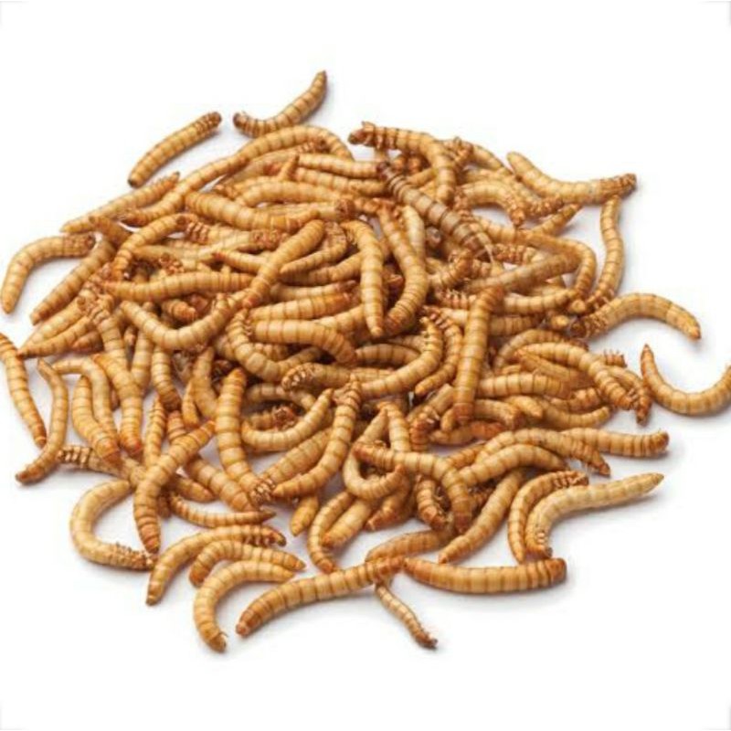 Hongkong Dried Caterpillar 1 cup 20g Caterpillars Caterpillars Pet